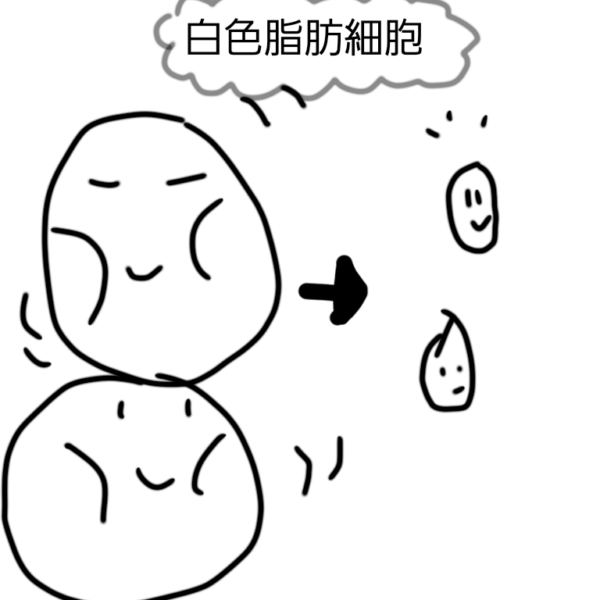 白色脂肪細胞