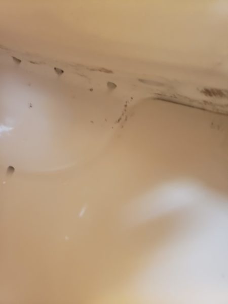 カビお湯かけ後
